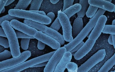 Die Entdeckung des Mikrobioms