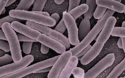 5 Dinge, die du für dein Mikrobiom tun kannst
